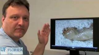 Flrec Termite Lab Tactile Tunneling