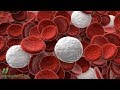 What is the ideal white blood cell count