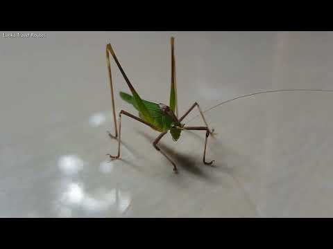 Sri Lankan Grass Hopper Orthopteran තණකොළ පෙත්තා ගේ සමීප දර්ශන வெட்டுக்கிளியின் நெருக்கமான காட்சிகள்