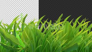 Spring green grass frame blowing in wind alpha looped by visual vibes preview