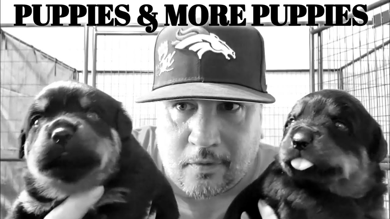 ROTTWEILER PUPPY SHOWCASE, CHECK OUT THE LITTLE MONSTERS! 3032505669 FOR INFO ON AVAILABILITY