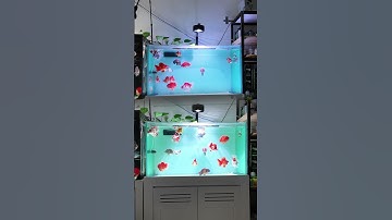 So sánh ánh sáng đèn A60 và đèn Coco RGB - Thủy Sinh 4U