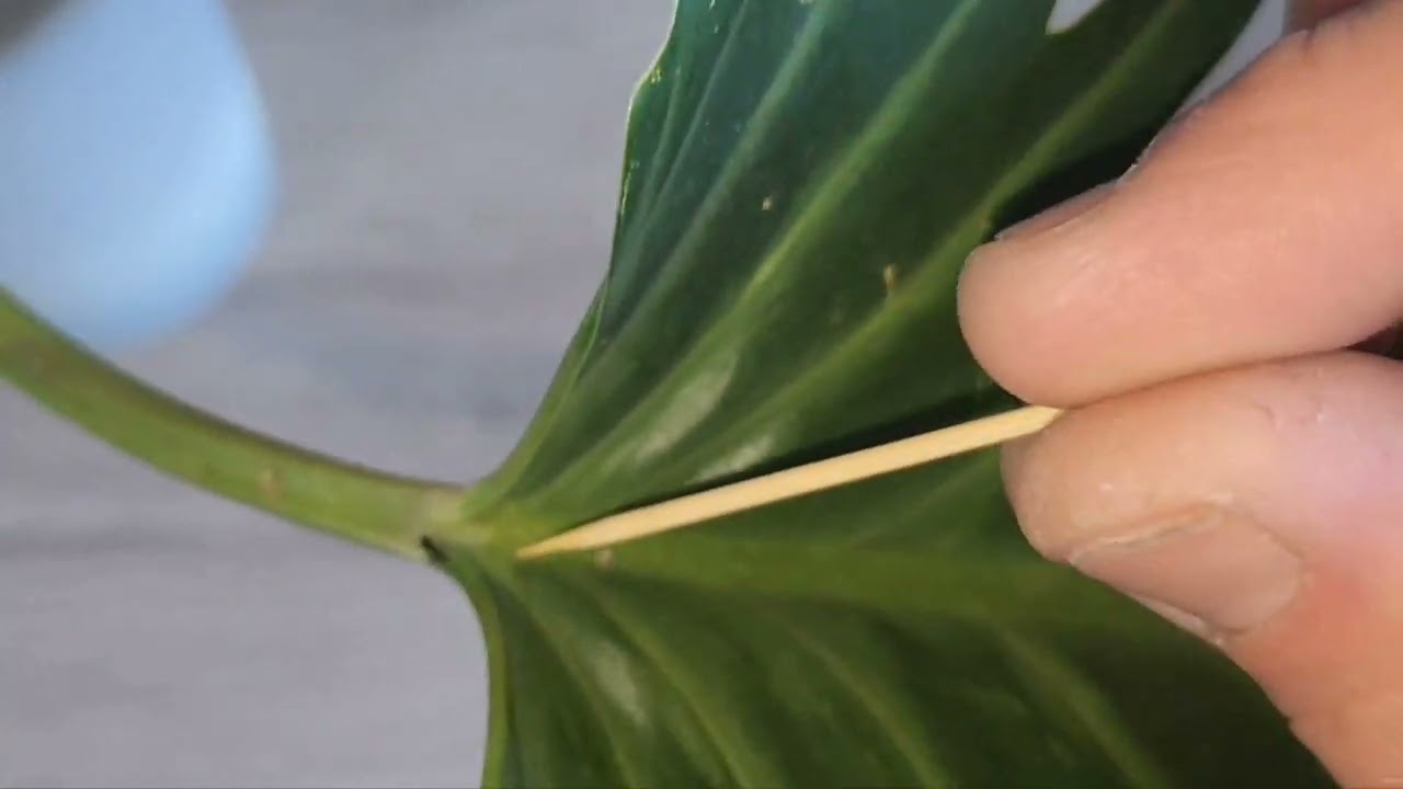 Ants & Scale Insect (Coccoidea) Relationship.