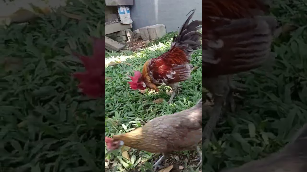 ayam hutan special edition