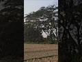 #winter #শীতের_সকাল #shortvideo #shorts #viralshorts #villagelife #গ্রাম #গ্রামবাংলা #bdvillagevlog