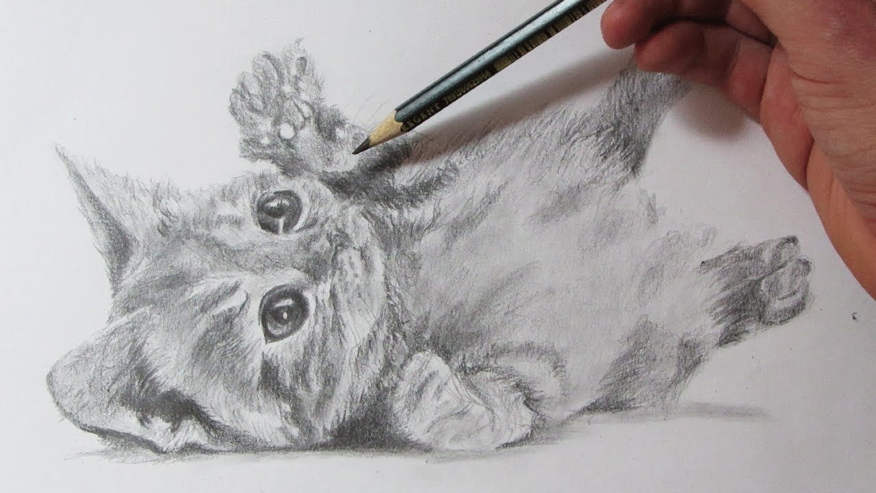 Cómo Dibujar un Gato Realista How to Draw a Cat - thptnganamst.edu.vn