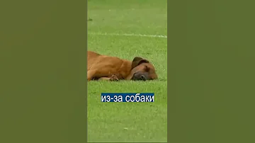 Судья не хотел будить собаку и задержал футбольный матч