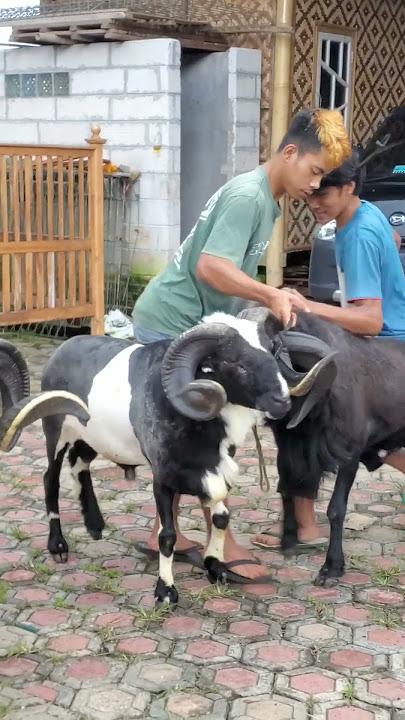 domba garut #shortvideo #domba #goat #ternak #sheep #animals #shorts #fypp #fyp