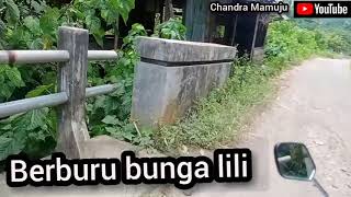 berburu bunga lili di hutan