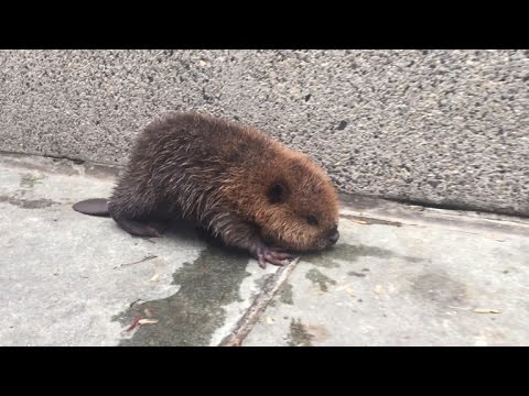 Video: Pet Scoop: Pes přežije z mostu, Baby Beaver zachránil ze stanice metra