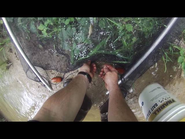 Seining minnows using Frabil net and bucket video 