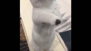 Thicc Tok Compilation