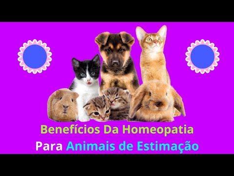Vídeo: Encontrar bem-estar naturalmente com homeopatia para animais de estimação