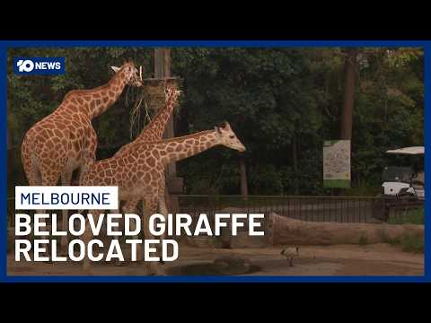 Beloved Melbourne Zoo Giraffe Tambi Heading to Perth For Breeding Program | 10 News