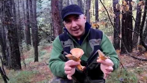 Come riconoscere i funghi sanguigni?