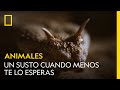 Un susto de muerte cuando menos te lo esperas | NATIONAL GEOGRAPHIC ESPAÑA