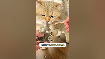 The Truth About Catnip For Cats! 💡