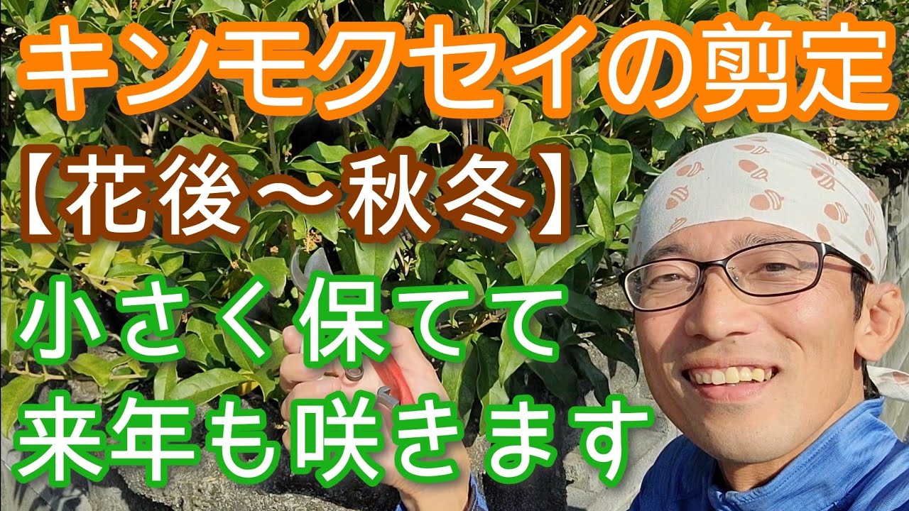 【キンモクセイの花後剪定】小さくできても注意が必要な秋冬の手入れ(2023年10月)🏵️🍃