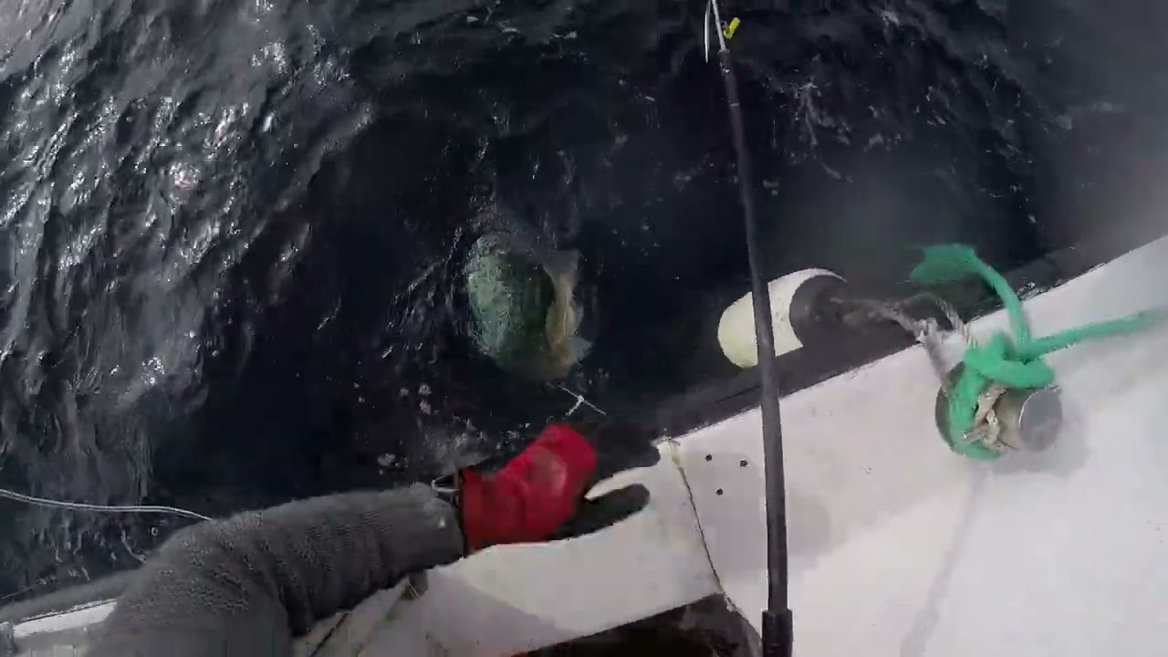 Skrei på juksa. Beste dagen i år. Dedre priser i Tufjord. Fisket 1,5 tonn torsk på en dag.