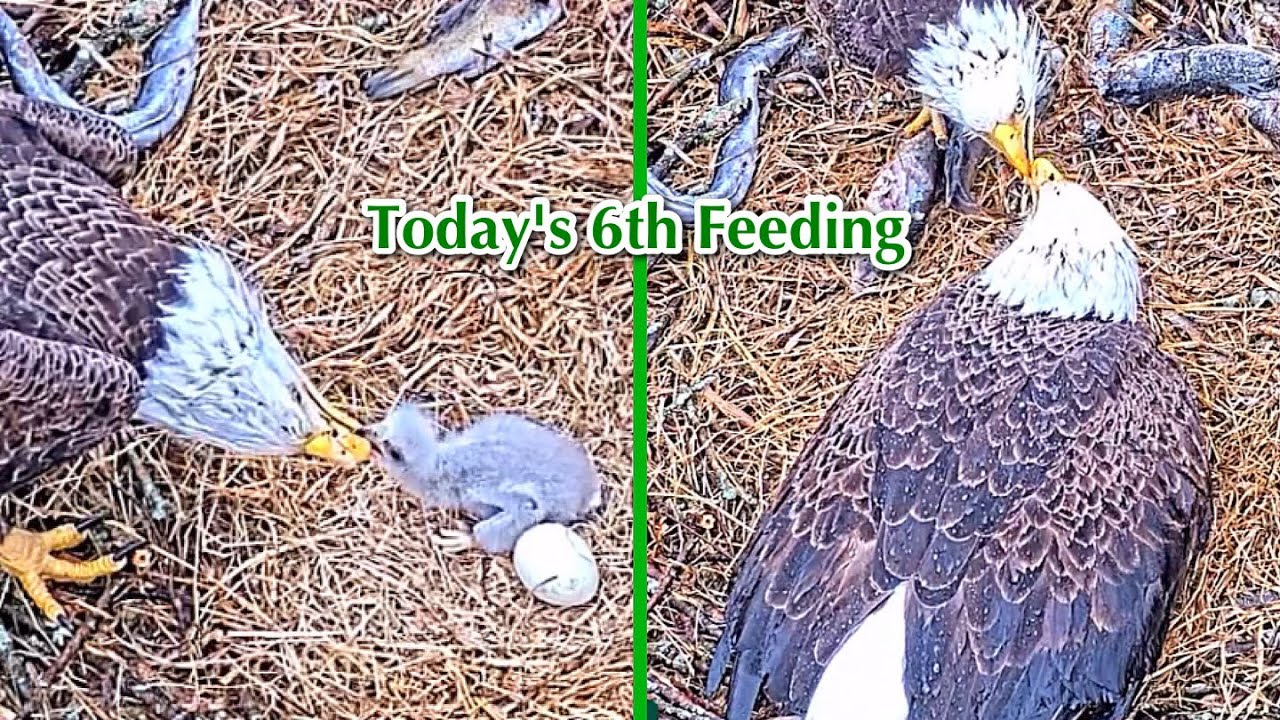 #89🦅🐥9°🥚／Duke Farms Eagle Nest 2026／Duke Mom💗Duke Dad／by Duke  Farms