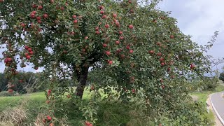 Miền quê nước Đức, hái táo bên đường, vào ruộng bí đĩa bay. khám phá nơi ở nhà @MiGGermany