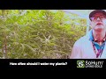 How Often Should You Water Yout Plants With SoHum Livng Soils®?