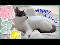【保護猫】２歳になりました│先輩、誕プレに大はしゃぎ