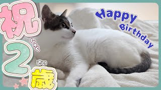 【保護猫】歳になりました│先輩、誕プレに大はしゃぎ