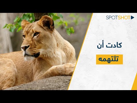 فيديو: الحرب ودوما. من حب الوطن إلى خيانة. الجزء 1