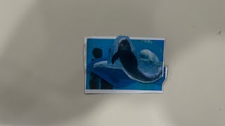 If The Ending Of Captivity Of Whales And Dolphins Act IsGone,PutSt.LawrenceRiverBelugasInNiagaraland