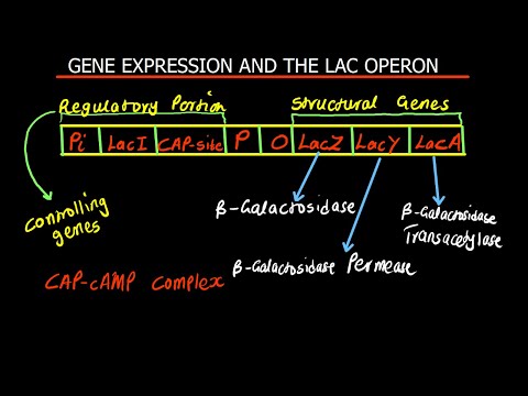 วีดีโอ: โอเปร่าควบคุมการแสดงออกของยีนอย่างไร?