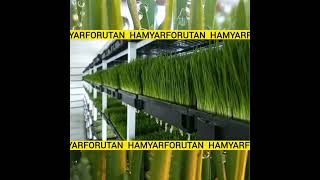 fodder hydroponic cake