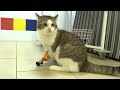 Bionic cat walks again with artificial paws