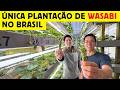 Como é a única plantação de wasabi no Brasil