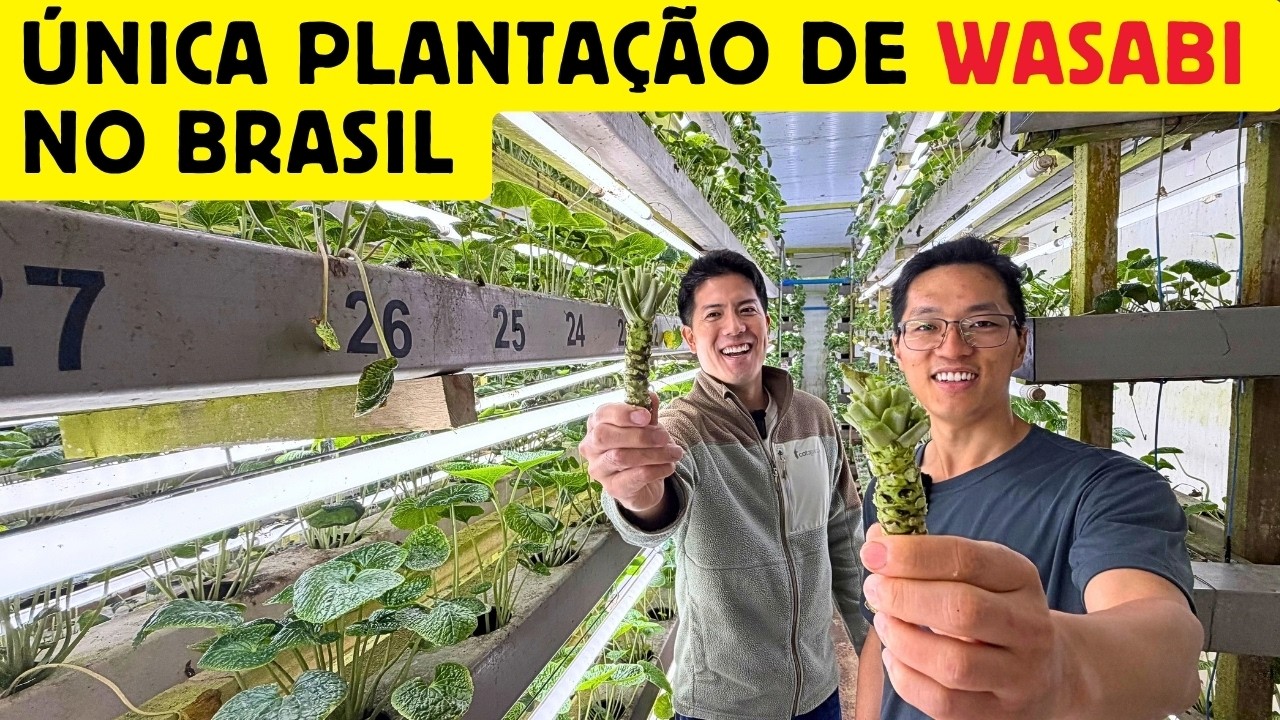 Como é a única plantação de wasabi no Brasil