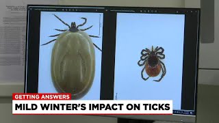 Getting Answers: mild winter’s impact on ticks