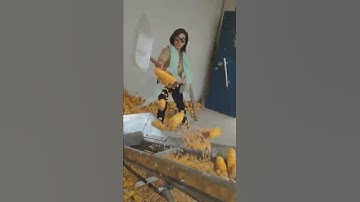 The double chain corn cob conveyor is easy to cage and load