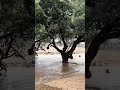 في القلب دقاق تعومس به الدوى