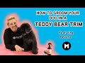 How to groom your dog in a teddy bear trim.