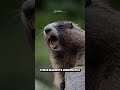 Everything you didn't know about marmots in 70 seconds🔥