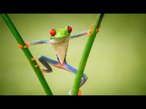 Flurya Mekanı - Kurbağa 006 (Frog) Taş Kurbağa