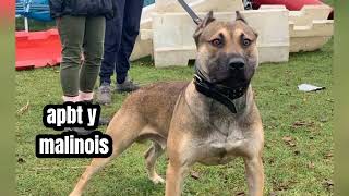 Perros cruzados que son mejores que un malinois