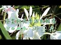 【就愛花時間】潔白幽香– –野薑花