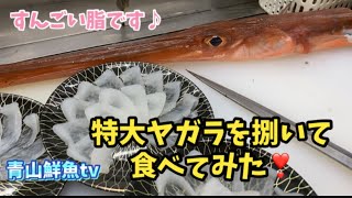 【魚捌き動画】【ヤガラ】特大ヤガラを捌いて食べてみた❣️