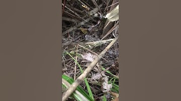 1 Ngày Đi Thăm Bẫy Chồn Lên Hàng Khủng || Núi Rừng Miền Bắc