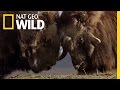 A Muskox Face-Off | Polar World