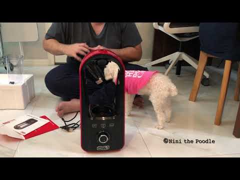 Toy Poodle unboxing Coldfusion Vacuum Blender by Dash® 泰迪貴賓犬幫手開箱“Dash牌冷融合抽真空抗氧化攪拌機” ©Nini the Poodle