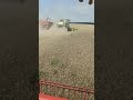 Уборка пшеницы 2020 Винница и выгрузка на ходу