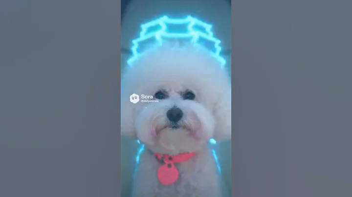 Video 11853221: grooming, cat