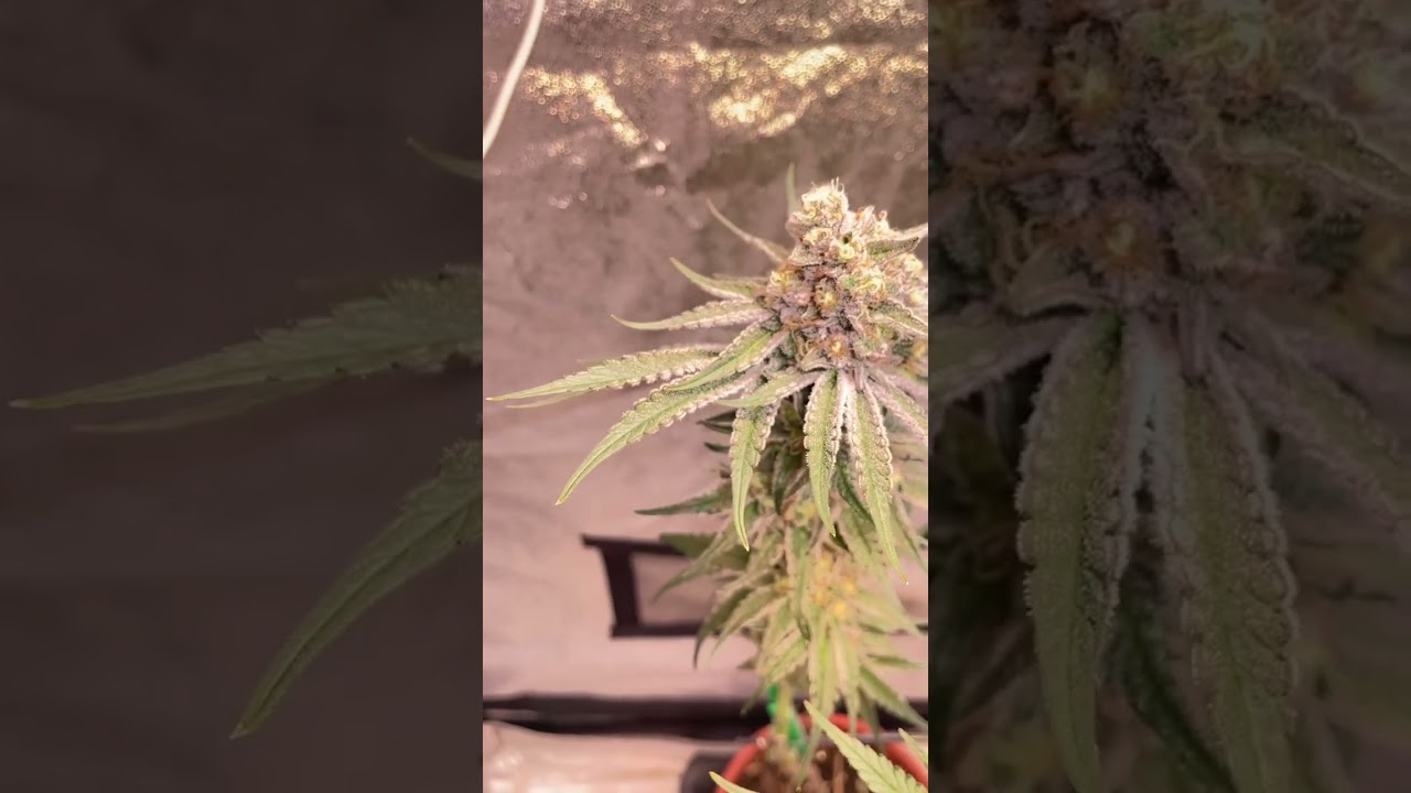 Seriotica lila weed / 200 zoom  